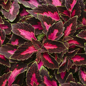 Coleus scutellarioides ColorBlaze® 'Velveteen®' (088893)