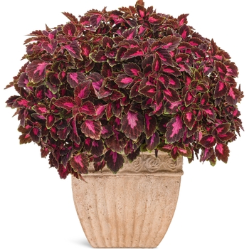 Coleus scutellarioides ColorBlaze® 'Velveteen®' (088894)