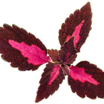 Coleus scutellarioides ColorBlaze® 'Velveteen®' (088895)