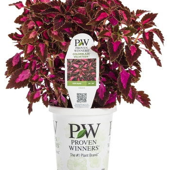 Coleus scutellarioides ColorBlaze® 'Velveteen®' (088897)