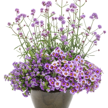 Verbena bonariensis 'Meteor Shower®' (088901)