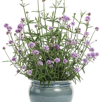 Verbena bonariensis 'Meteor Shower®' (088902)