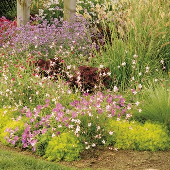 Verbena bonariensis 'Meteor Shower®' (088903)