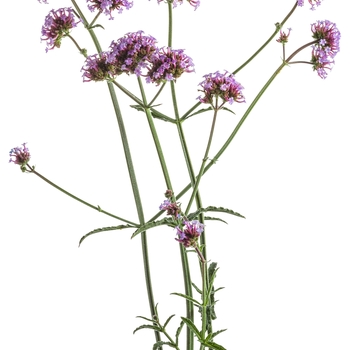 Verbena bonariensis 'Meteor Shower®' (088904)