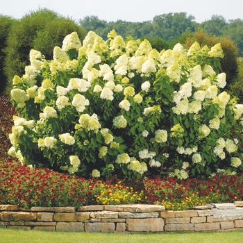 Verbena bonariensis 'Meteor Shower®' (088905)