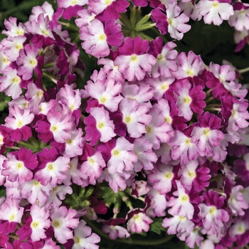 Verbena Superbena® 'Sparkling Amethyst' (088907)