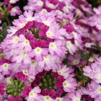 Verbena Superbena® 'Sparkling Amethyst' (088908)