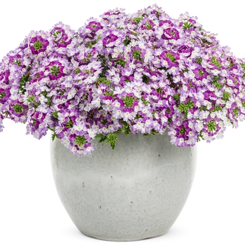 Verbena Superbena® 'Sparkling Amethyst' (088909)