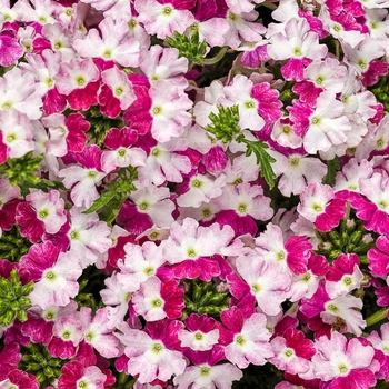 Verbena Superbena® 'Sparkling Ruby' (088915)