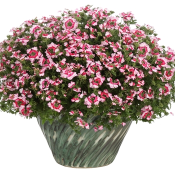 Verbena Superbena® 'Sparkling Ruby' (088917)