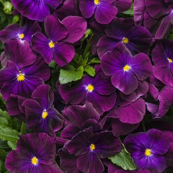 Viola x wittrockiana Anytime® 'Plum Good' (088928)