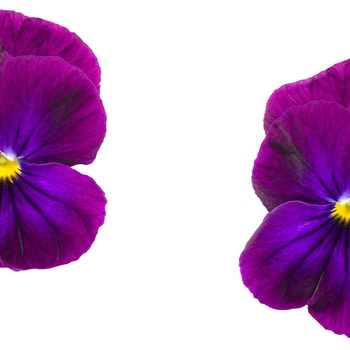 Viola x wittrockiana Anytime® 'Plum Good' (088931)