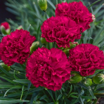 Dianthus Fruit Punch® 'Cranberry Cocktail' (088939)