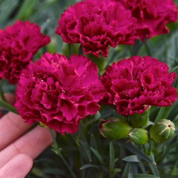 Dianthus Fruit Punch® 'Cranberry Cocktail' (088940)