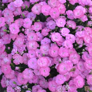 Dianthus Fruit Punch® 'Sweetie Pie' (088945)