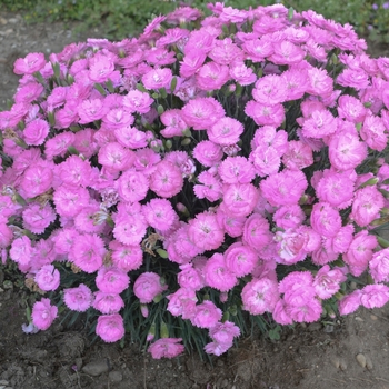 Dianthus Fruit Punch® 'Sweetie Pie' (088946)