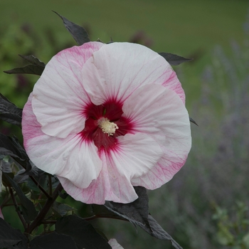 Hibiscus Summerific® 'Perfect Storm' (088951)