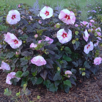 Hibiscus Summerific® 'Perfect Storm' (088952)