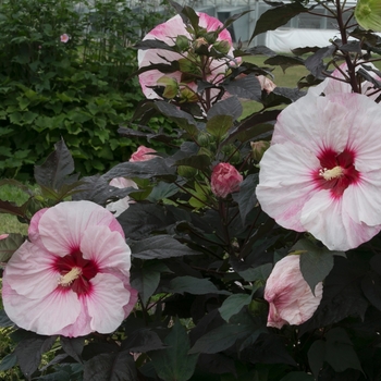 Hibiscus Summerific® 'Perfect Storm' (088953)