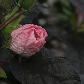 Hibiscus Summerific® 'Perfect Storm' (088954)