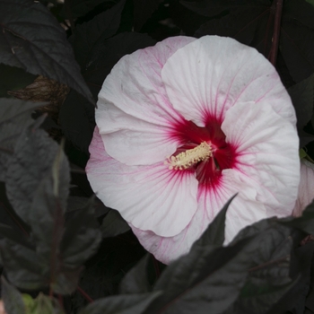 Hibiscus Summerific® 'Perfect Storm' (088955)