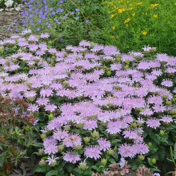 Monarda 'Leading Lady Lilac' (088957)