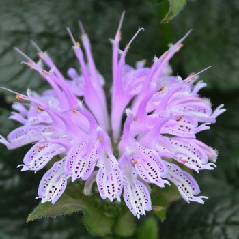 Monarda 'Leading Lady Lilac' (088958)