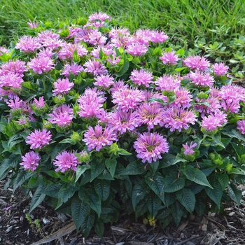 Monarda didyma 'Pardon My Lavender' (088968)