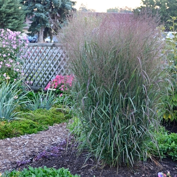 Panicum virgatum Prairie Winds® 'Apache Rose' (088974)