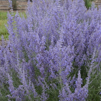 Perovskia atriplicifolia 'Denim 'n Lace' (088976)