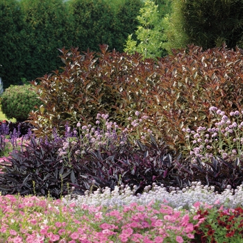 Perovskia atriplicifolia 'Denim 'n Lace' (088977)