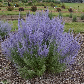 Perovskia atriplicifolia 'Denim 'n Lace' (088980)