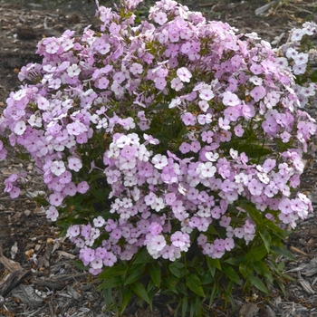 Phlox 'Opening Act Blush' (088982)