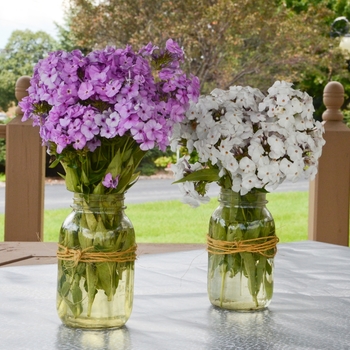 Phlox 'Opening Act Blush' (088983)