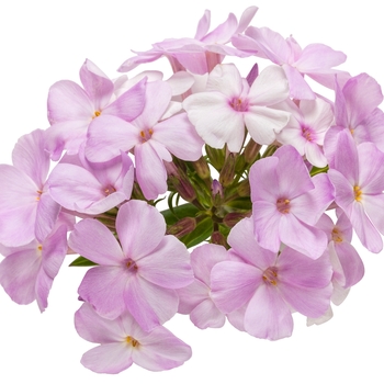 Phlox 'Opening Act Blush' (088984)