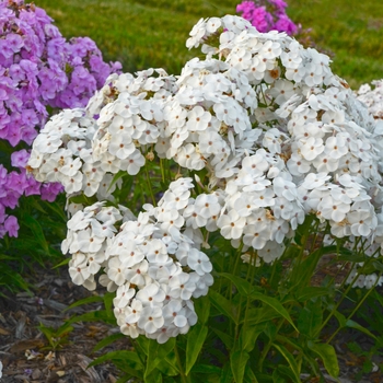 Phlox 'Opening Act White' (088989)