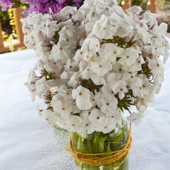 Phlox 'Opening Act White' (088990)