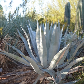 Agave americana '' (088994)