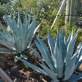 Agave weberi '' (088996)