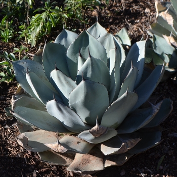 Agave parryi 'truncata' (088997)