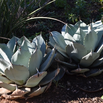 Agave parryi 'truncata' (088998)