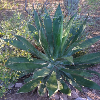 Agave bovicornuta 'Reggae Time' (089000)