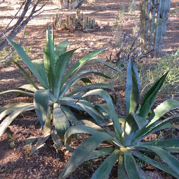 Agave bovicornuta 'Reggae Time' (089001)