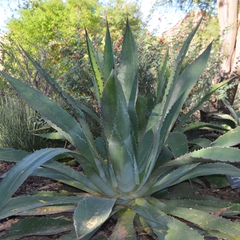 Agave bovicornuta 'Reggae Time' (089003)