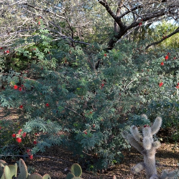 Calliandra californica '' (089004)