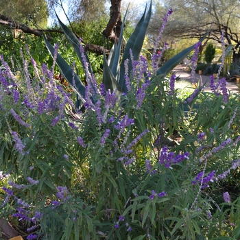 Salvia leucantha '' (089013)