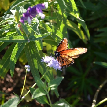 Salvia leucantha '' (089015)