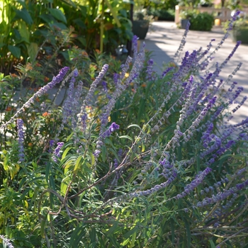 Salvia leucantha '' (089017)