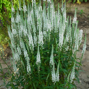 Veronica Magic Show® 'White Wands' (089027)