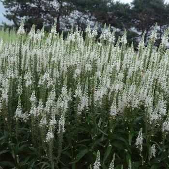 Veronica Magic Show® 'White Wands' (089029)